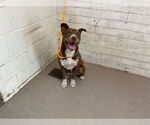 Small American Pit Bull Terrier