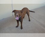 Small #2 Labrador Retriever Mix