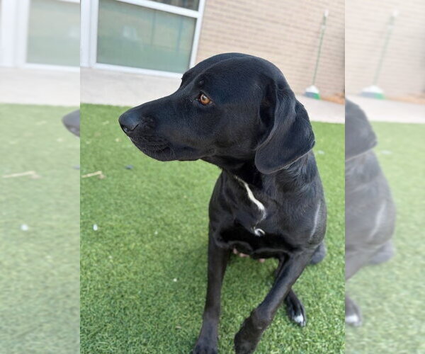 Medium Photo #2 Lab-Pointer Puppy For Sale in NEWPORT NH, NH, USA