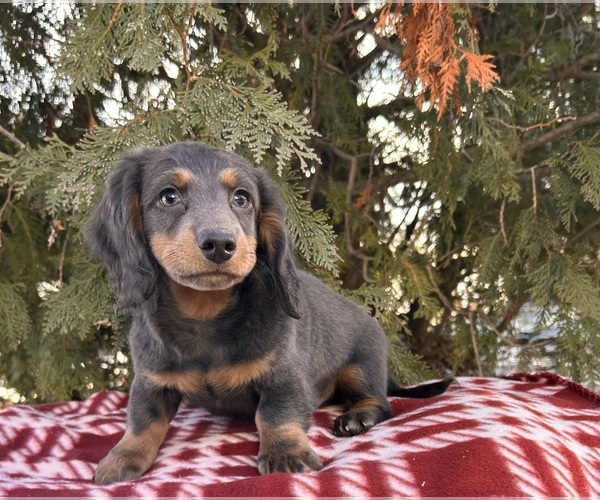 Medium Photo #1 Dachshund Puppy For Sale in MIDDLEBURY, IN, USA