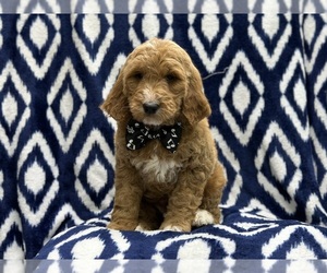 Goldendoodle Puppy for sale in LAKELAND, FL, USA