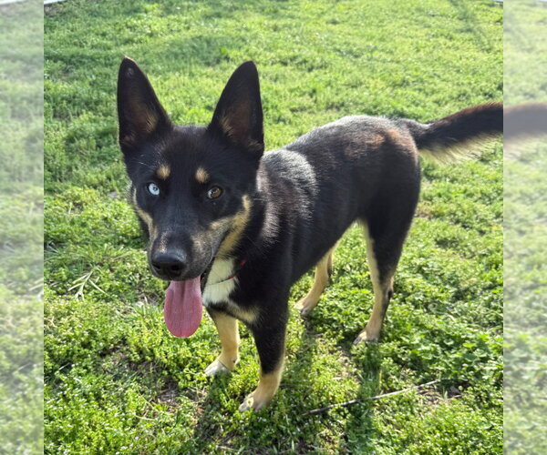 Medium Photo #1 Gerberian Shepsky Puppy For Sale in Claremore, OK, USA