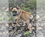 Small #2 Labrador Retriever Mix