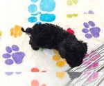 Cooper - Male Cavapoo (Miniature)-Poodle (Toy) Mix Puppy for Sale - Photo #2