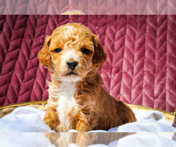 Medium Photo #1 Sheepadoodle Puppy For Sale in FAYETTEVILLE, NC, USA