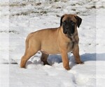 Small Photo #6 Bullmastiff Puppy For Sale in GREENBANK, PA, USA