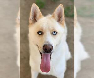 Siberian Husky Dogs for adoption in Riverside, CA, USA