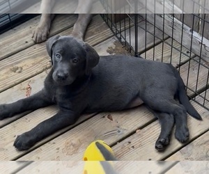 Labrador Retriever Puppy for sale in INEZ, KY, USA