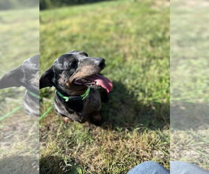 Dachshund Dogs for adoption in York, SC, USA