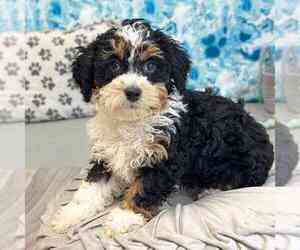 Miniature Bernedoodle Puppy for sale in MARIETTA, GA, USA