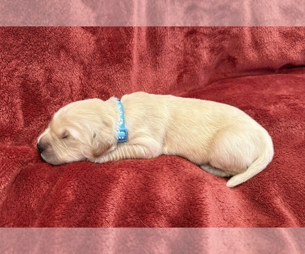 Medium Photo #1 Golden Retriever Puppy For Sale in CLARKSVILLE, TN, USA