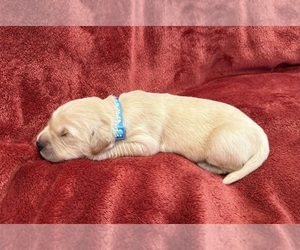 Golden Retriever Puppy for sale in CLARKSVILLE, TN, USA