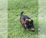 Small Photo #11 German Shepherd Dog Puppy For Sale in DECATUR, TX, USA