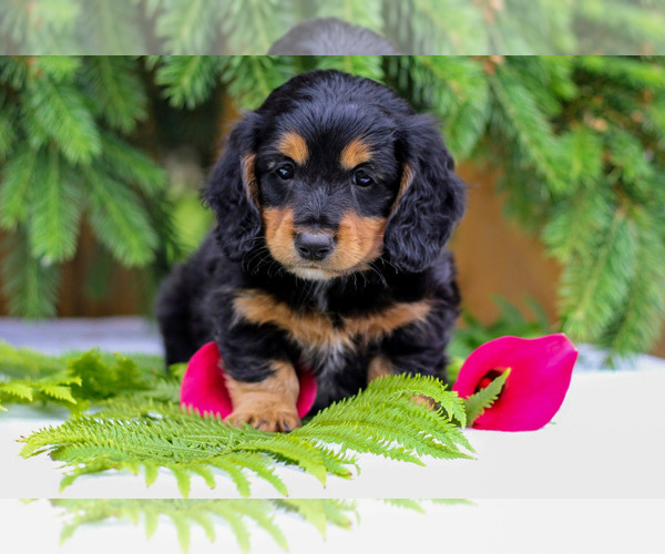 Medium Photo #3 Dachshund Puppy For Sale in GOSHEN, IN, USA