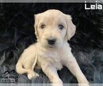 Small Photo #8 Goldendoodle Puppy For Sale in COLONIAL HEIGHTS, TN, USA