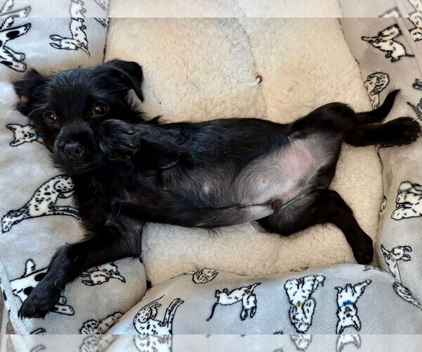 Medium Photo #1 Mutt Puppy For Sale in Plainfield, IL, USA