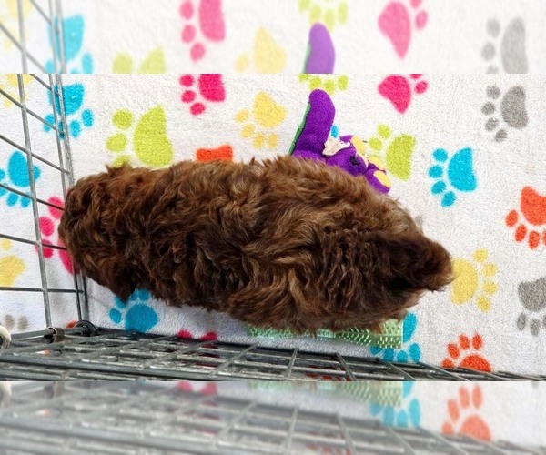 Medium Photo #6 ShihPoo Puppy For Sale in ORO VALLEY, AZ, USA