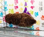 Small #5 ShihPoo