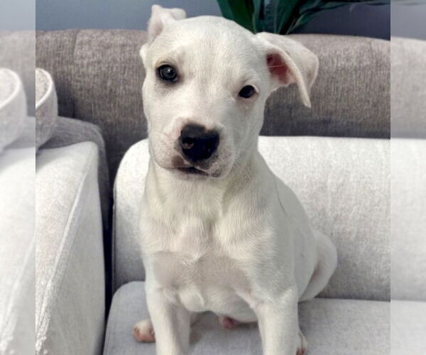 Medium Photo #2 Aussiedor Puppy For Sale in San Juan Capistrano, CA, USA