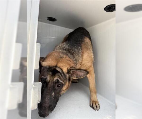 Medium Photo #1 German Shepherd Dog Puppy For Sale in Houston, TX, USA