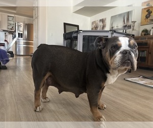 Mother of the Bulldog puppies born on 02/24/2025