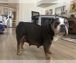 Small Photo #1 Bulldog Puppy For Sale in OXNARD, CA, USA