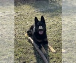 Small Photo #1 German Shepherd Dog Puppy For Sale in ELGIN, IL, USA