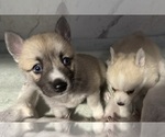 Small #29 Pomsky