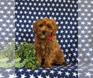 Cavapoo Puppy for sale in NEW PROVIDENCE, PA, USA