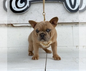 French Bulldog Puppy for sale in LANCASTER, CA, USA