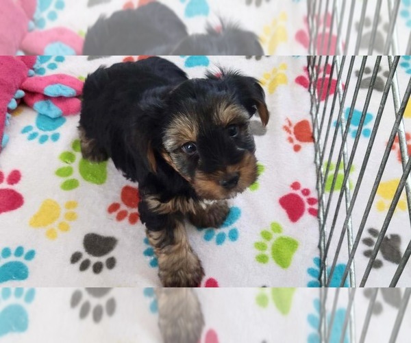 Medium Photo #4 Yorkshire Terrier Puppy For Sale in ORO VALLEY, AZ, USA