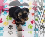 Small #3 Yorkshire Terrier