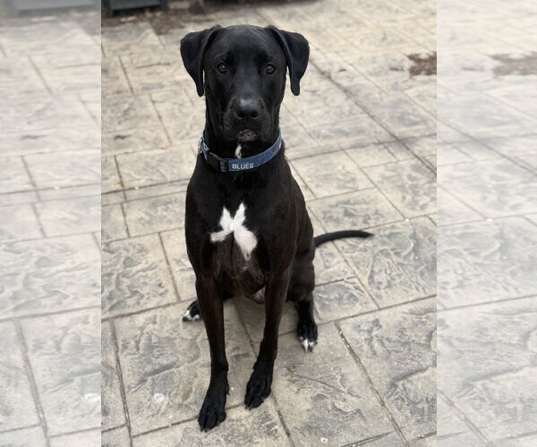 Medium Photo #2 Mastador Puppy For Sale in Fenton, MO, USA
