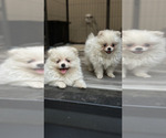 Puppy Cotton Pomeranian