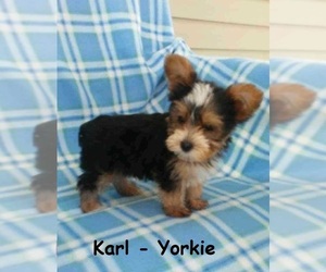 Yorkshire Terrier Puppy for sale in CLARKRANGE, TN, USA