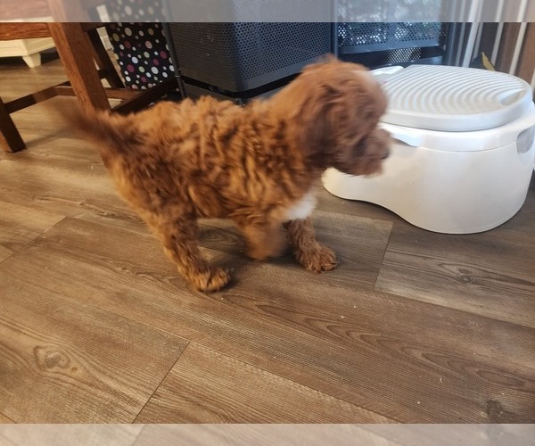 Medium Photo #1 Cavapoo (Miniature)-Goldendoodle Mix Puppy For Sale in SAN TAN VALLEY, AZ, USA