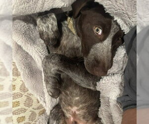 Milo - Pending Adoption - Male German Shorthaired Pointer Dog for Adoption - Photo #3
