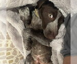 Small Photo #3 German Shorthaired Pointer Puppy For Sale in Minneapolis, MN, USA