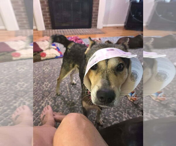 Medium Photo #5 Mutt Puppy For Sale in Arlington, VA, USA