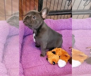 French Bulldog Puppy for sale in BOSTON, KY, USA