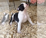 Small #1 American Bulldog