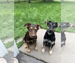 Small #4 Australian Shepherd Mix
