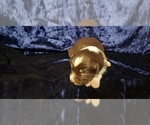 Small Photo #1 Miniature Australian Shepherd Puppy For Sale in RAVENWOOD, MO, USA