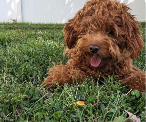 Medium Photo #1 Double Doodle Puppy For Sale in CORNELIUS, NC, USA