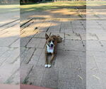 Small #1 American Staffordshire Terrier Mix