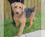 Small #1 Airedale Terrier