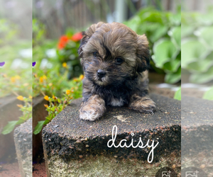 Shih-Poo-Shorkie Tzu Mix Puppy for sale in TAYLOR, MI, USA
