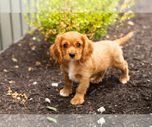 Cavalier King Charles Spaniel Puppy for sale in TOPEKA, IN, USA