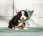 Small #1 Bernese Mountain Dog