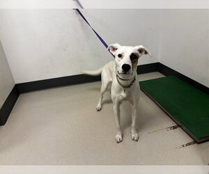 German Shepherd Dog-Unknown Mix Dogs for adoption in Corona, CA, USA
